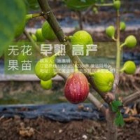 無花果苗、無花果苗培育專家、浙江金華無花果苗