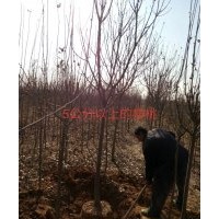 平邑華瑞苗木配送中心專業供應優質綠化果樹苗