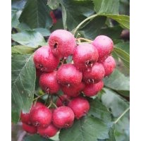 臨沂興旺苗木繁育合作社供應山楂苗