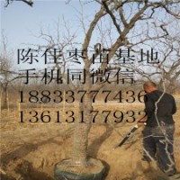 基地直銷批發 棗樹苗果樹苗品種齊全