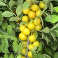8號鈣果苗，9號鈣果苗，農大鈣果苗