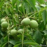 供應嫁接核桃苗