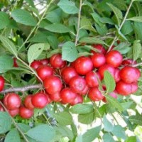 優(yōu)質蘋果苗 核桃苗 山桃苗 毛桃苗 山杏苗 櫻桃苗 鈣果苗