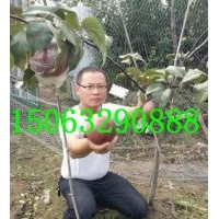 紅梨苗，奧弘一號梨苗，奧世紅梨苗，臨沂金誠苗木