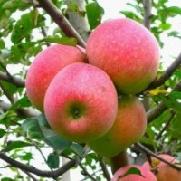 蘋果樹、2、3公分蘋果樹大量出售