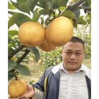 晚秋黃梨苗，臨沂晚秋黃梨苗，直銷晚秋黃梨苗