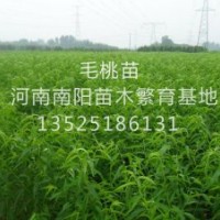 桃樹苗 占地苗 各種果樹苗 綠化苗木 長期供應 量大從優