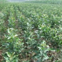 甜茶苗，北美海棠的粘木甜茶苗，根苗及嫁接苗
