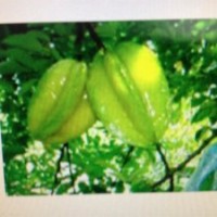 供應臺灣（四季）楊桃苗