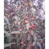 哪里能買到蘋果苗？山西運城絳縣蘋果苗供應(yīng)商