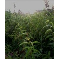 供應蘋果苗 桃樹苗 梨樹苗 山楂苗 櫻桃苗