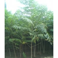 香椿苗，香椿樹苗，大棚香椿苗