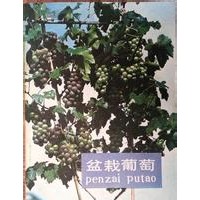 盆栽葡萄價格,盆栽葡萄苗,凱年廠家直銷,歡迎咨詢