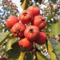山楂苗，大金星山楂苗，山楂樹苗