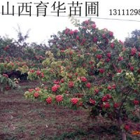 3-8公分的山楂樹 核桃樹 蘋果樹 皂角苗批發