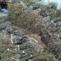 上虞紅心獼猴桃苗木 紅心獼猴桃樹(shù)苗價(jià)格
