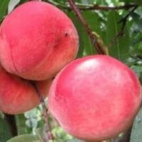 供應桃樹苗 桃樹苗種植管理技術