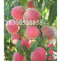 晚熟桃苗、沂蒙霜紅桃苗、迎霜紅桃苗、早熟桃苗、倉方早生桃苗