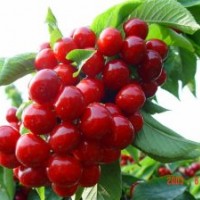 2016櫻桃苗價(jià)格，美早櫻桃苗，紅燈櫻桃苗，早大果櫻桃苗及拉賓