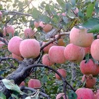 煙富8號蘋果苗煙富10號蘋果苗中秋王蘋果苗