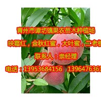 優質映霜紅桃樹苗直銷