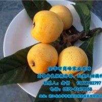 崗峰農場評價|臨滄由良柑橘種苗|由良柑橘種苗供貨商