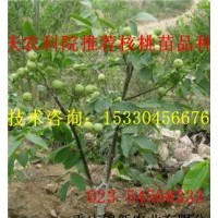 云陽川香核桃苗基地 云陽川香核桃苗批發 云陽川香核桃苗價格
