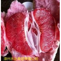供應正宗平和三紅蜜柚苗、紅肉蜜柚苗，黃金蜜柚苗，果苗批發