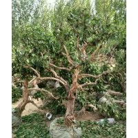 供應(yīng)金銀花，枸杞