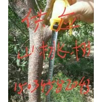供應山楂樹,8一20公分山楂樹