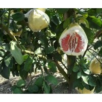 紅肉蜜柚、黃金蜜柚