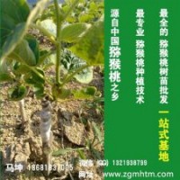 獼猴桃樹(shù)、坤威獼猴桃苗、獼猴桃樹(shù)苗批發(fā)價(jià)格