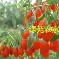 供應(yīng)枸杞樹(shù)苗