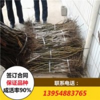 清香核桃苗價格 9818核桃苗價格 3公分核桃樹苗價格