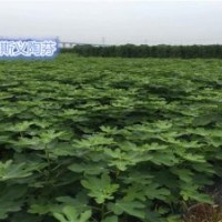 小葉無花果苗木批發_無花果苗_無花果苗種植技術
