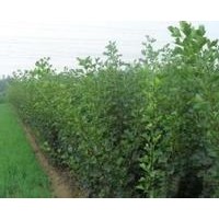 山楂苗 山楂苗價格