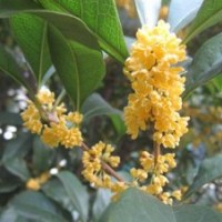 桂花小苗基地、玉環縣桂花小苗、莎莎園藝(圖)