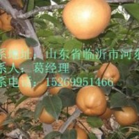 晚秋黃梨，金秋香梨，愛宕梨苗，梨樹苗最新報價