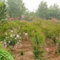 瀅涵苗木中心、百日紅、20公分直徑百日紅價格