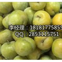 內江蜂糖李，內江嫁接蜂糖李，內江蜂糖李基地
