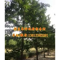 銀杏樹價格,千順銀杏,18公分嫁接銀杏樹價格