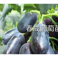 供應葡萄苗