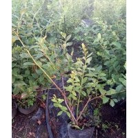 藍莓樹苗苗圃直銷、組培無菌藍莓樹苗最新價格