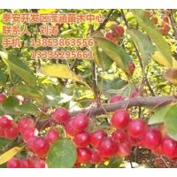 冬紅果、瀅涵苗木中心、冬紅果品種