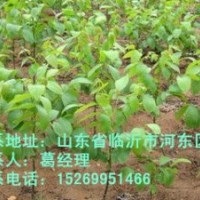 臨沂核桃苗，核桃苗價格，核桃苗批發