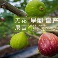 無花果苗,<惠星農場>,金華無花果苗哪家好