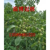 供應早實核桃苗掛果核桃苗高產核桃苗