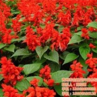 合勝花卉_遼寧草花_多年生草花生產