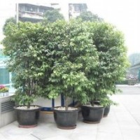 昆明柏樹,青峰園林專業批發水杉,出售柏樹