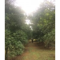 低價供應香櫞，香泡，枳殼大樹